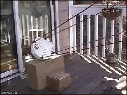 b4limwotb6.gif