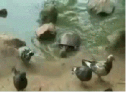ktna3cg9d0.gif